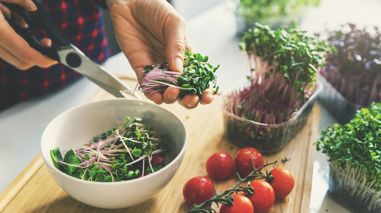 person clipping microgreens