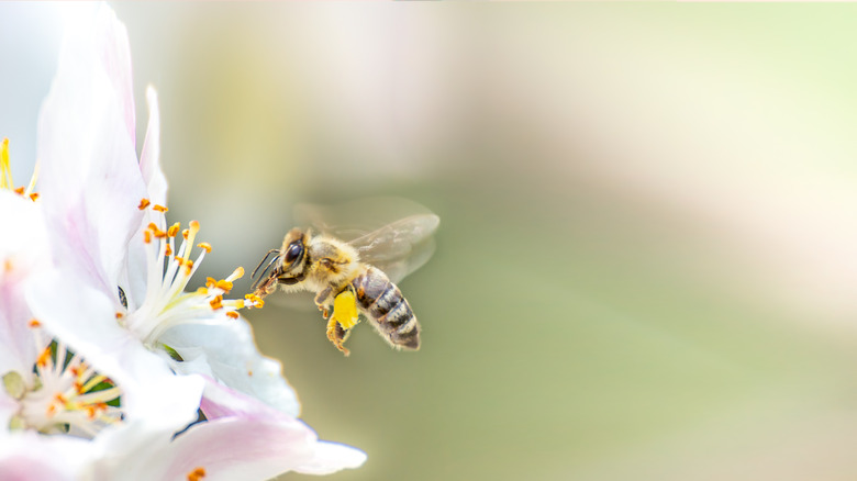 honeybee gathering nectar from a flower