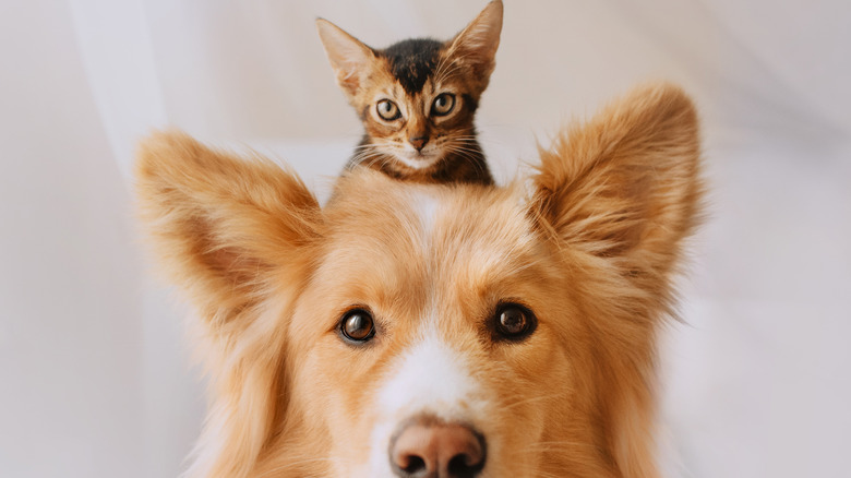 A kitten sitting on a dog's head