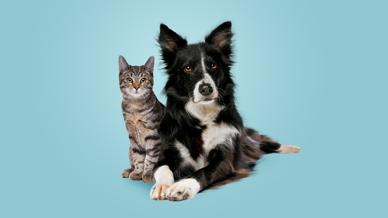 A cat and dog posing together against a blue background