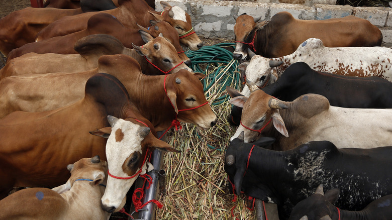 Livestock gathered together