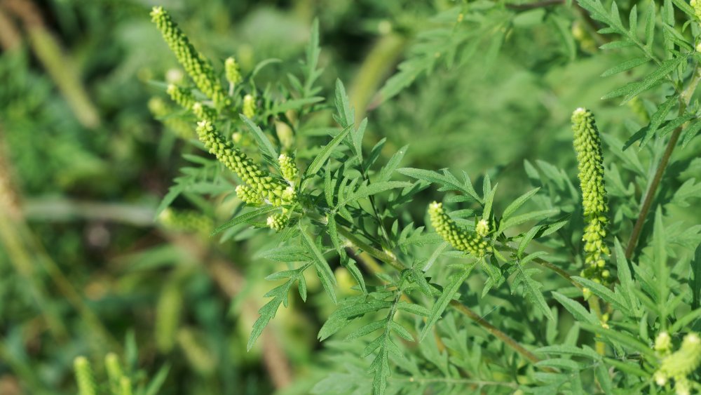 Ragweed plant