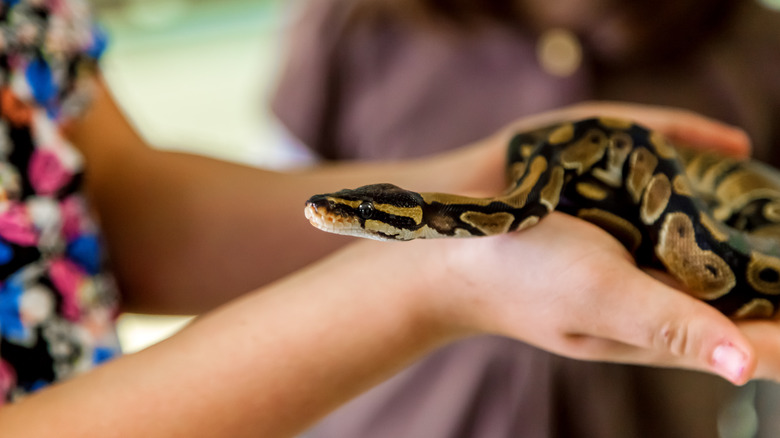 person holds python