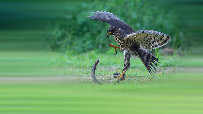 eagle catches snake