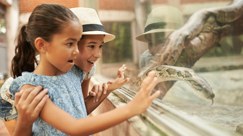 children viewing snake terrarium