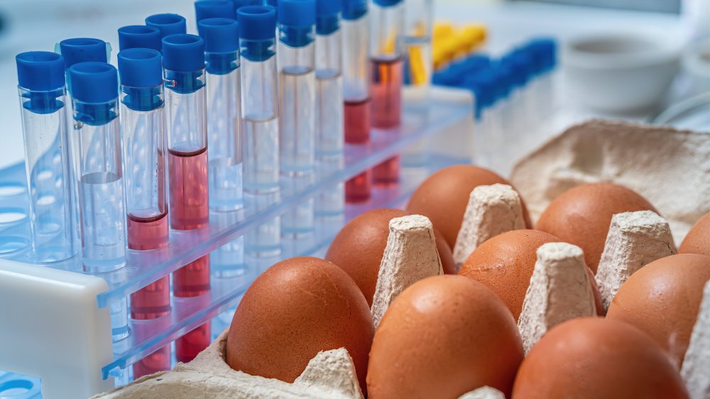 eggs being tested for Salmonella in a laboratory 