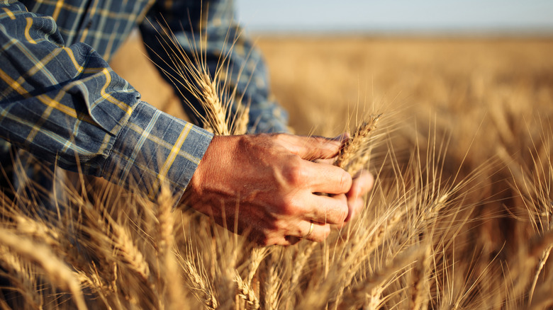 Farmer tending to a wheat field 