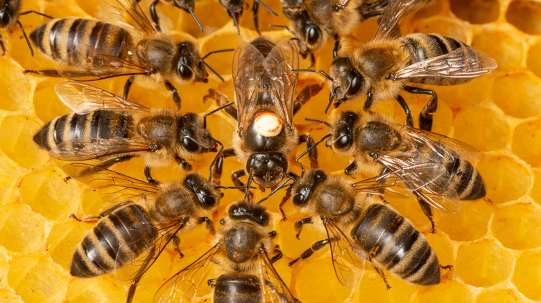 bees gather around their queen