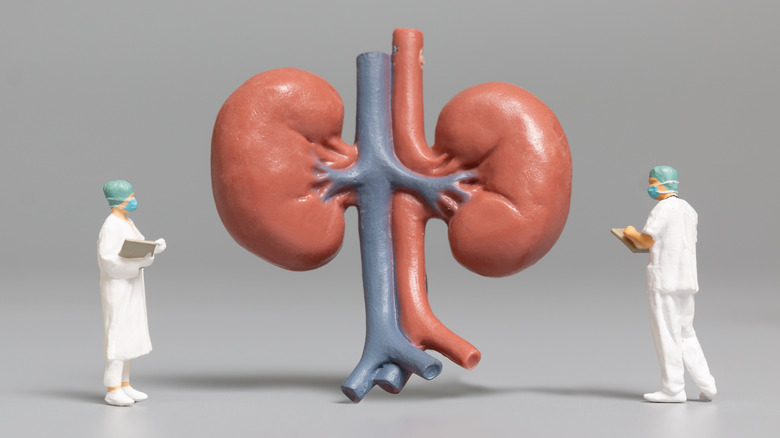 Doctor figurines studying kidneys