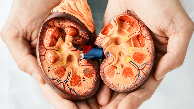 Person holding a model of two kidneys