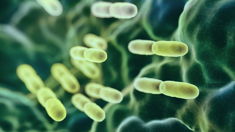 Gut microbiome