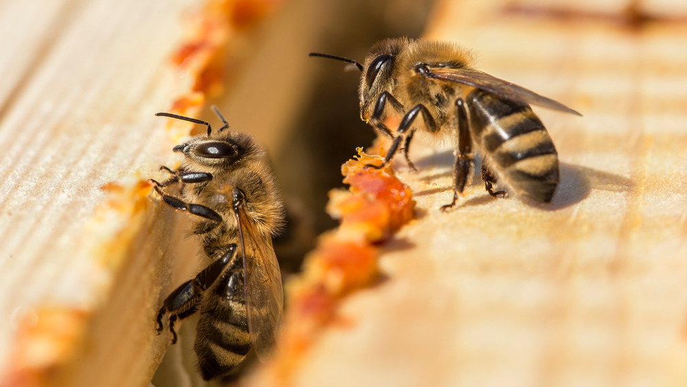 Bees working on their hive