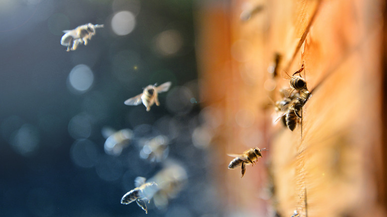 Close up of bees in flight