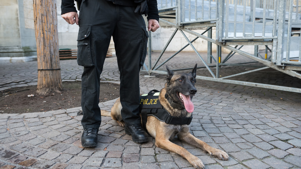 Police dog lying on ground