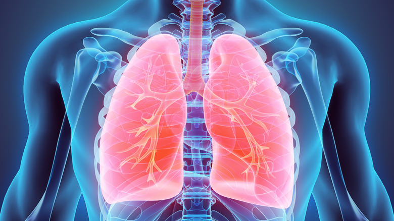 3D illustration of lungs