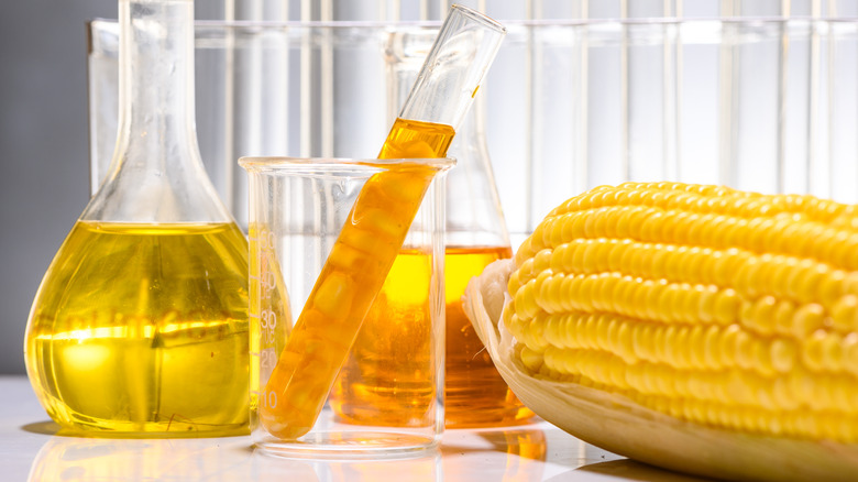 beakers of corn oil with corn