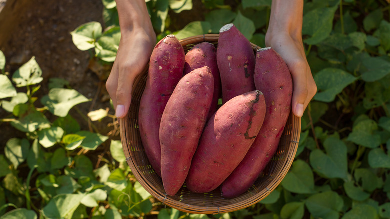 woman holding bowl of sweet potatoes