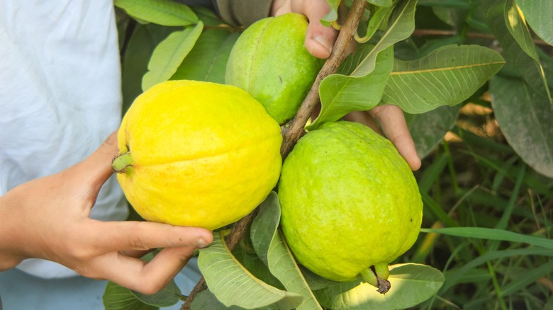 Plucking guava