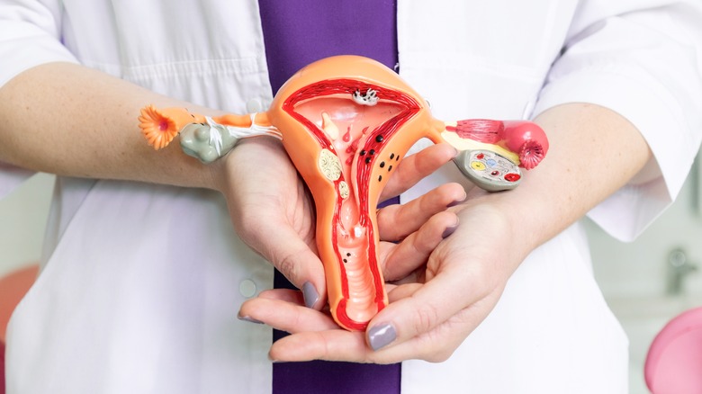 gynecologist holding model of female reproductive system 