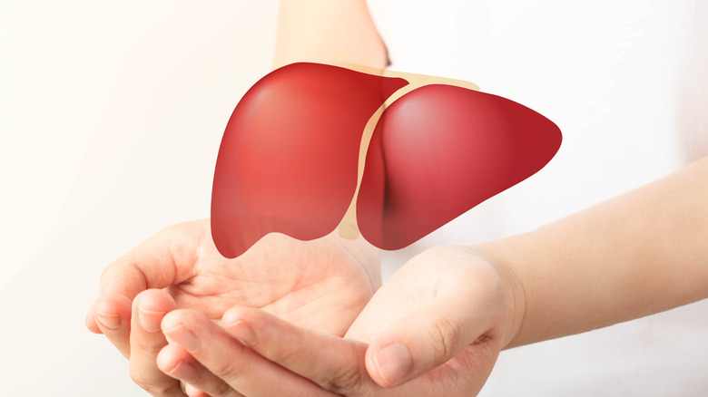 Computer generated liver image above hands