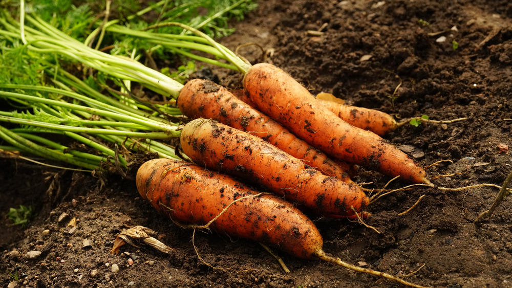 Carrots in soil