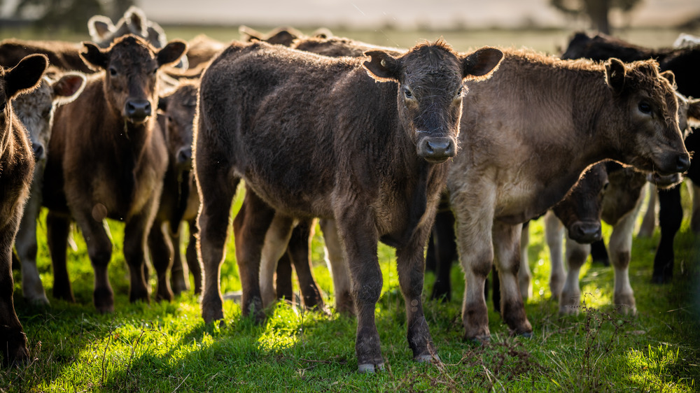 Young cows