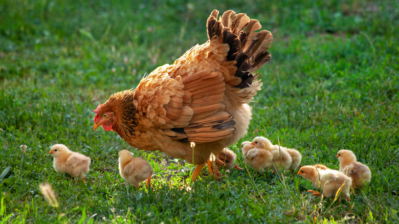 chicken and chicks strolling in a green environment