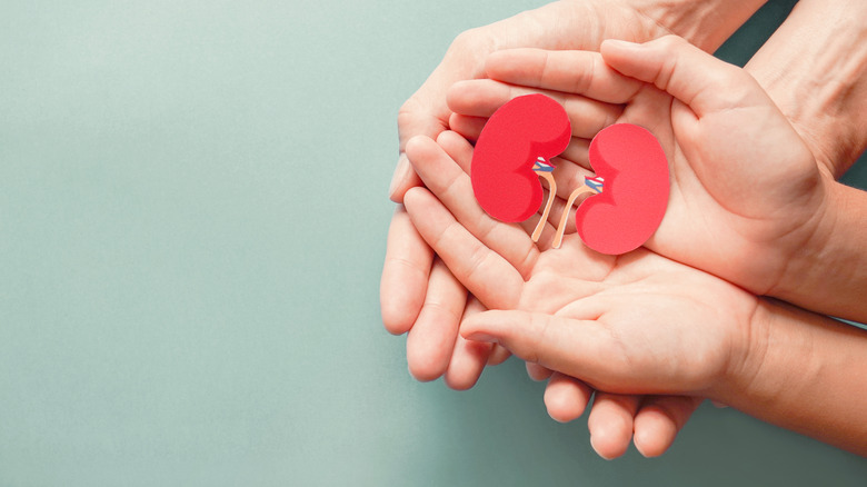 Kidneys diagram in hands