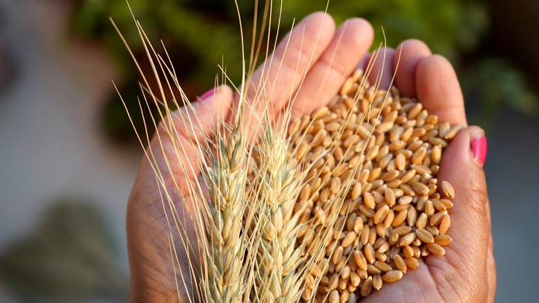 hands holding wheat and wheat products