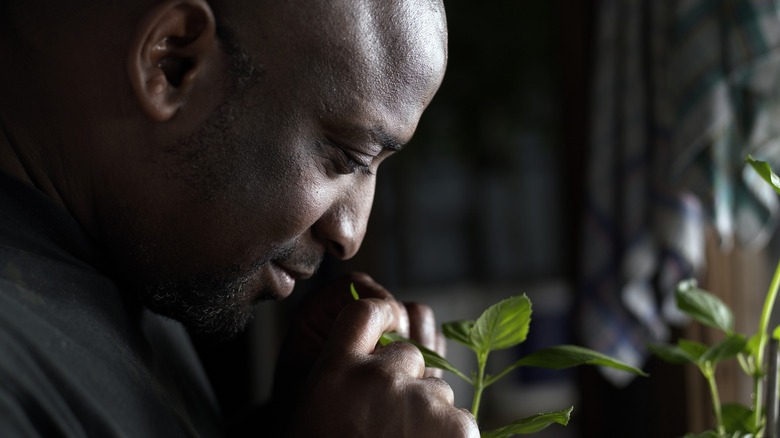 Un homme qui sent les feuilles d’une plante