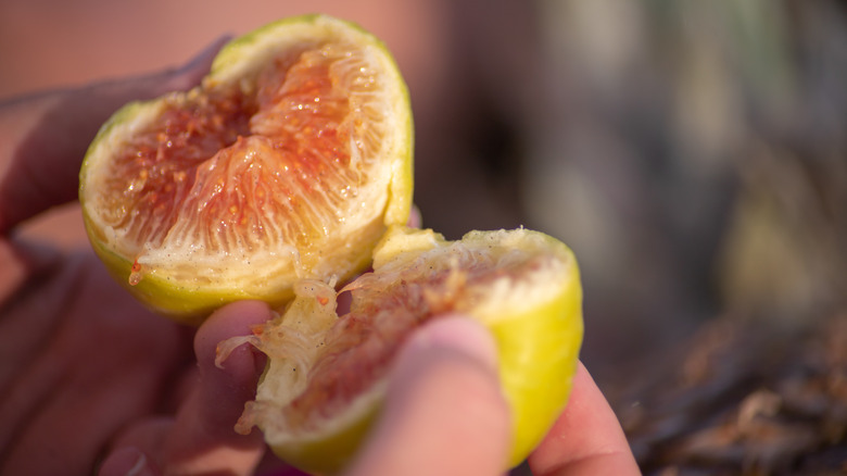 Hand opening fig fruit