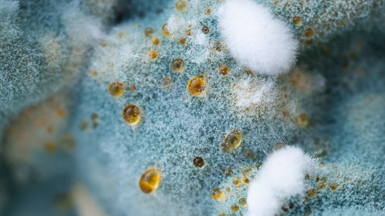 mold on food