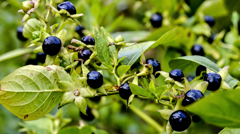 wild berries on tree