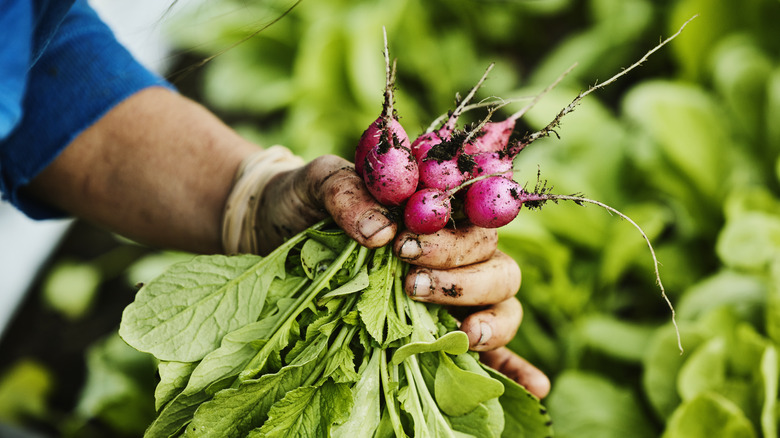 A man's hand holding a bunch of radishes