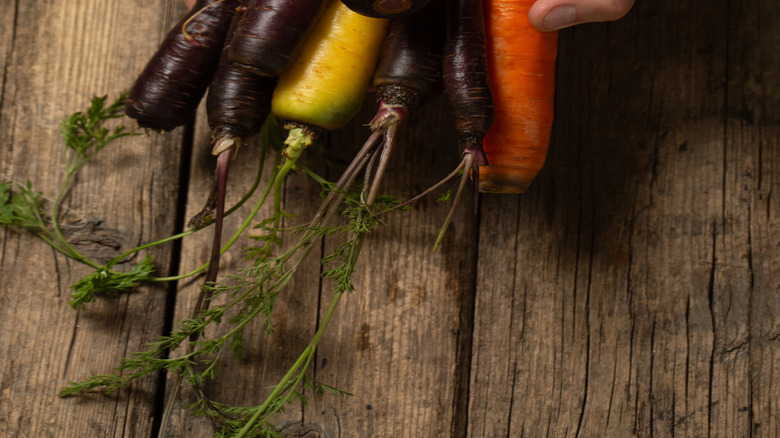 man's hands holding dark and light carrots