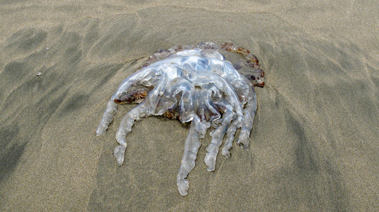 Peruvian jellyfish