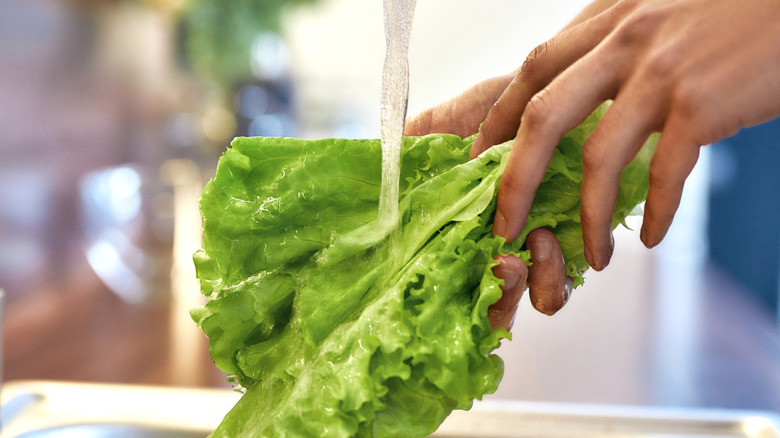 Close up of hands washing lettuce