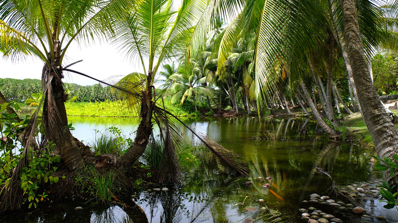 palm trees nauru