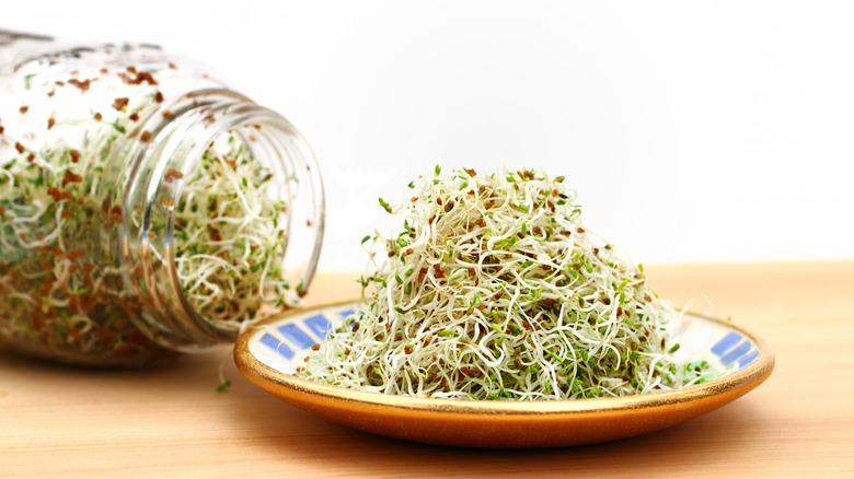 Alfalfa on a plate next to a jar