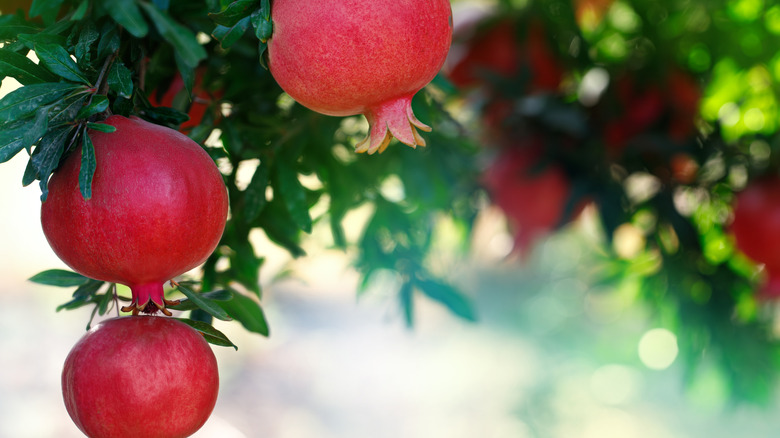 Pomegranates growing on a tree