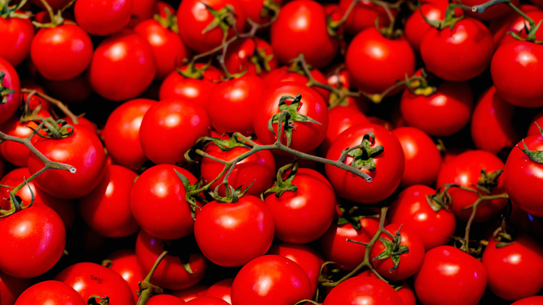 A close up shot of a group of tomatoes