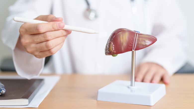 Doctor showing human liver model