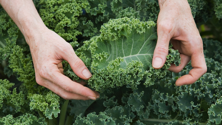 Person harvesting kale