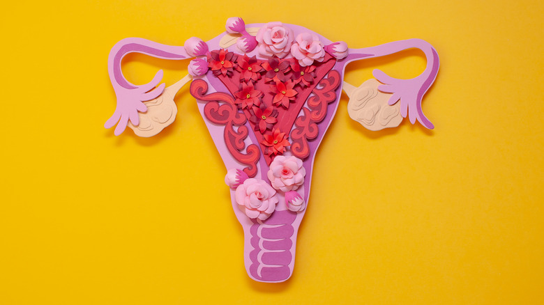 female reproductive illustration