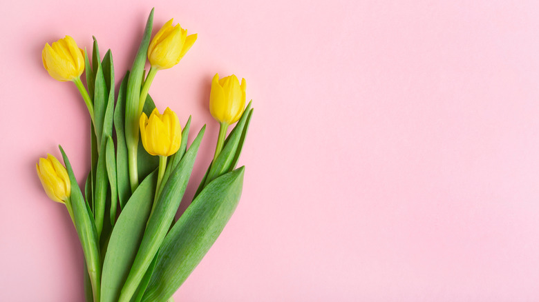 tulips on pink background