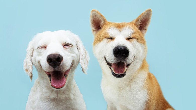 smiling dogs