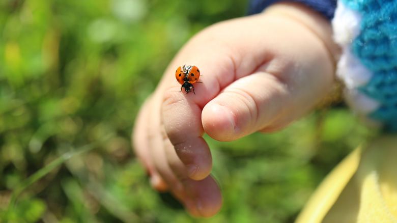 child hand ladybug