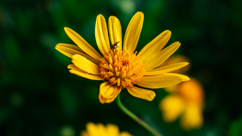 Close up of yellow arnica flower