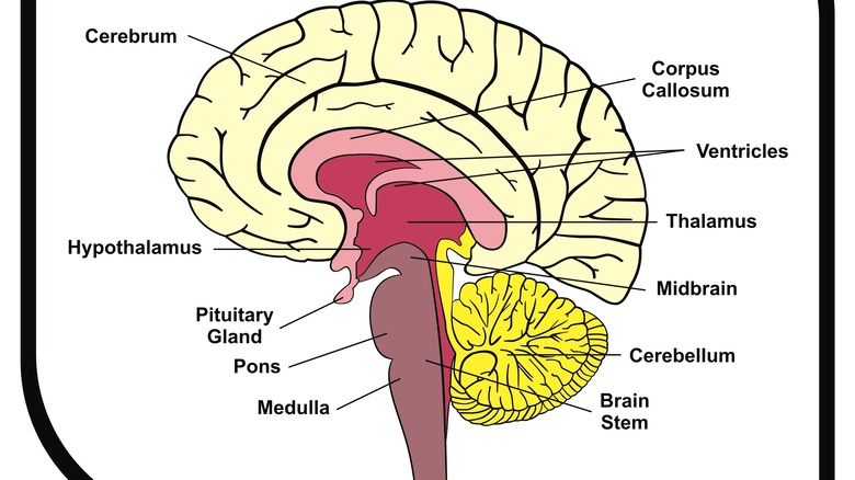 brain diagram with pink and yellow colors