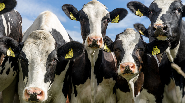 Group shot of cattle outdoors